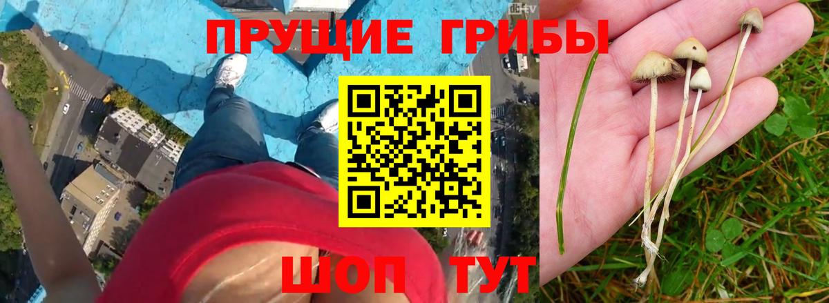 Галлюциногенные грибы GOLDEN TEACHER Сланцы